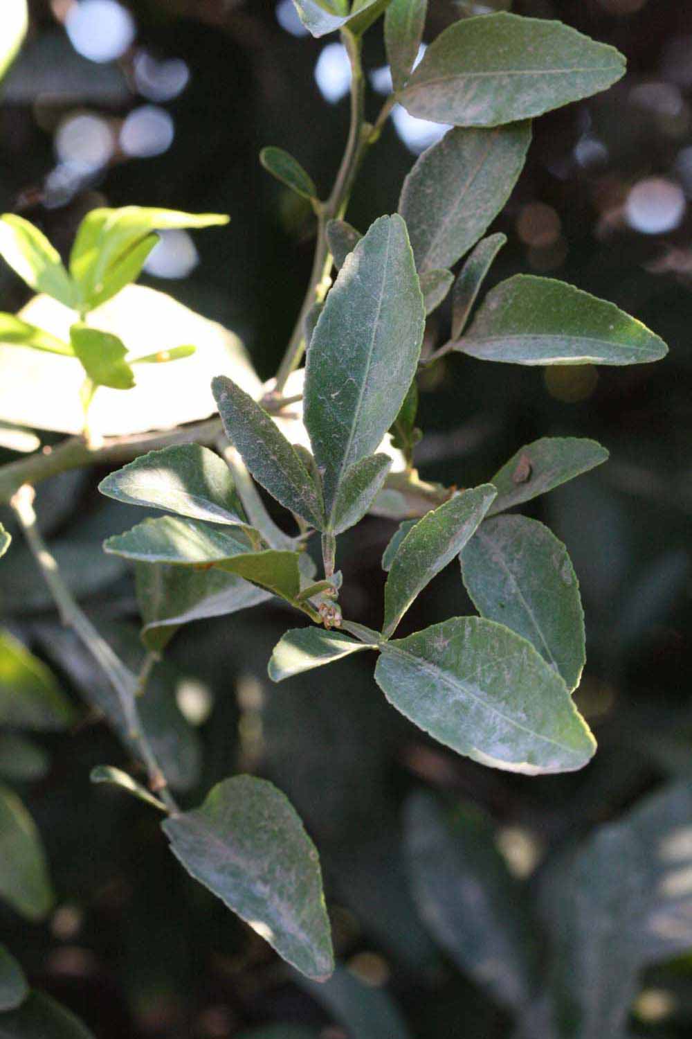              Shade leaves (Riverside, CA)       